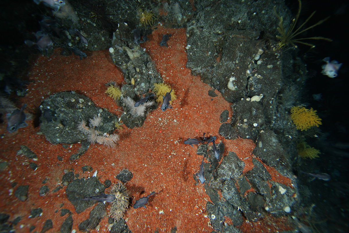 Mongrel seamount seafloor showing orange mineral
