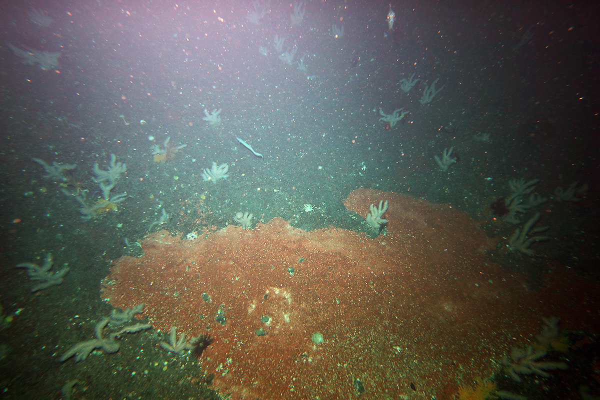 Orange mineral on seafloor of Mongrel seamount