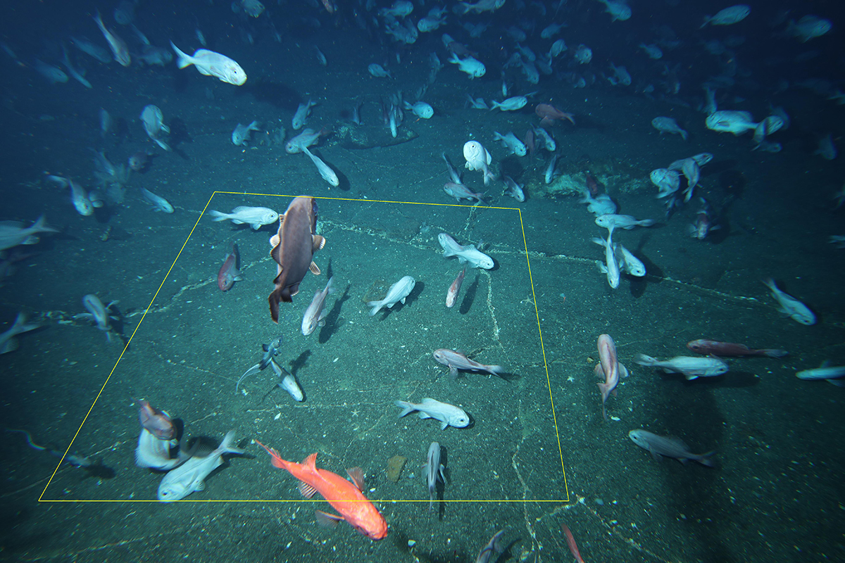 orange roughy on the seafloor with a marked quadrat