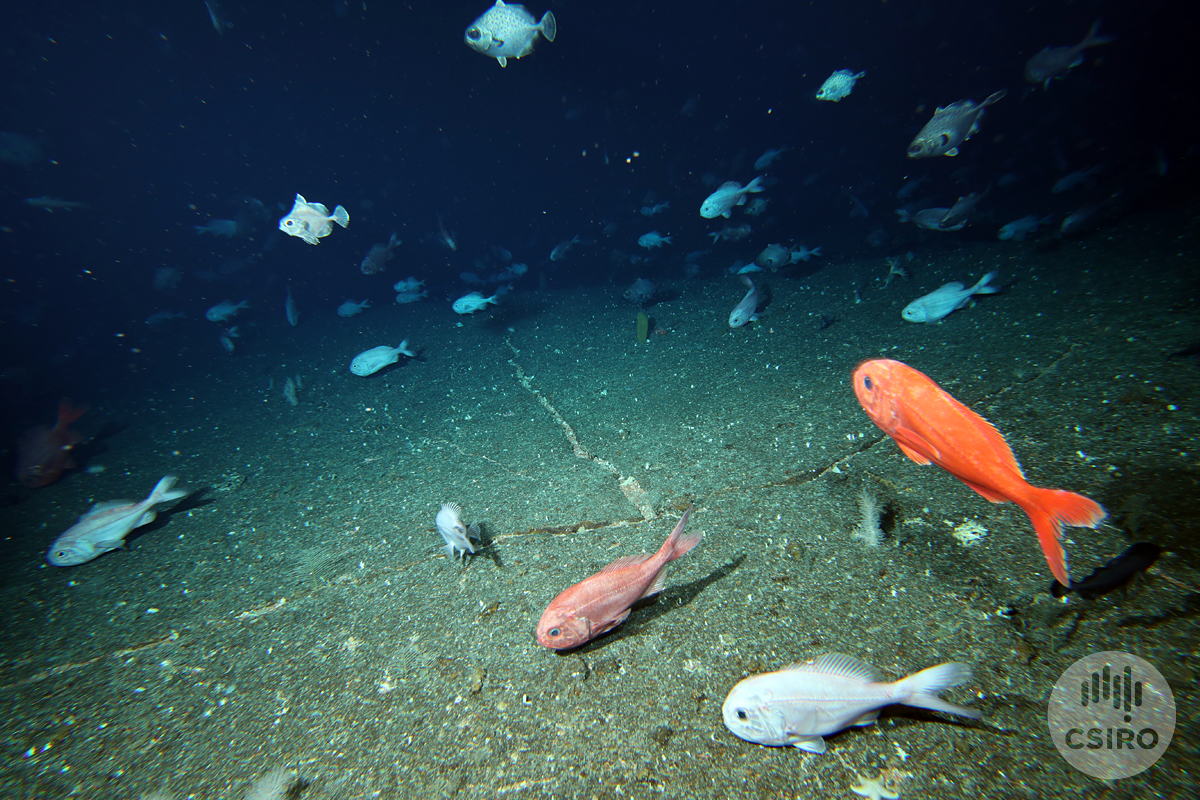 Orange roughy on a seamount