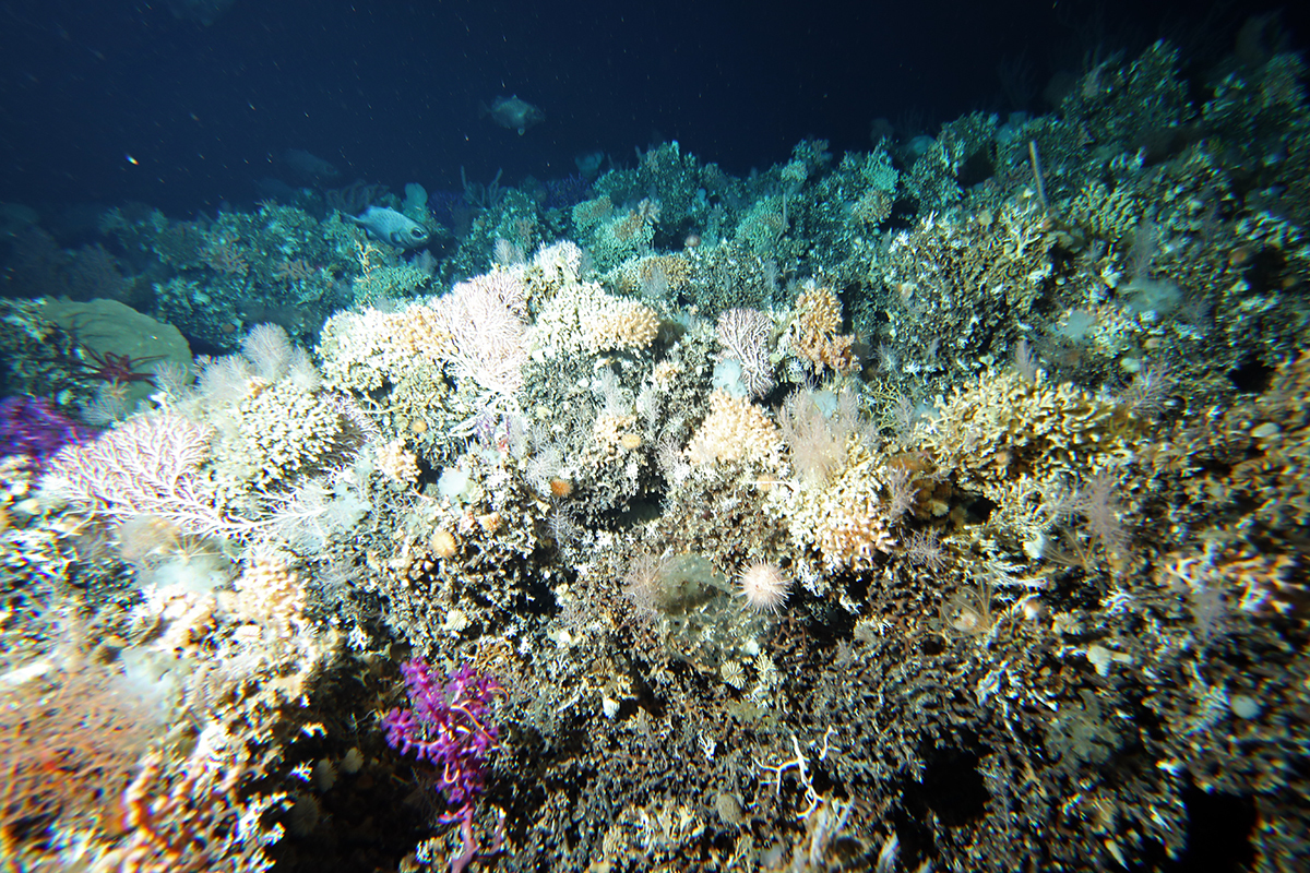 Purple corals on the seafloor