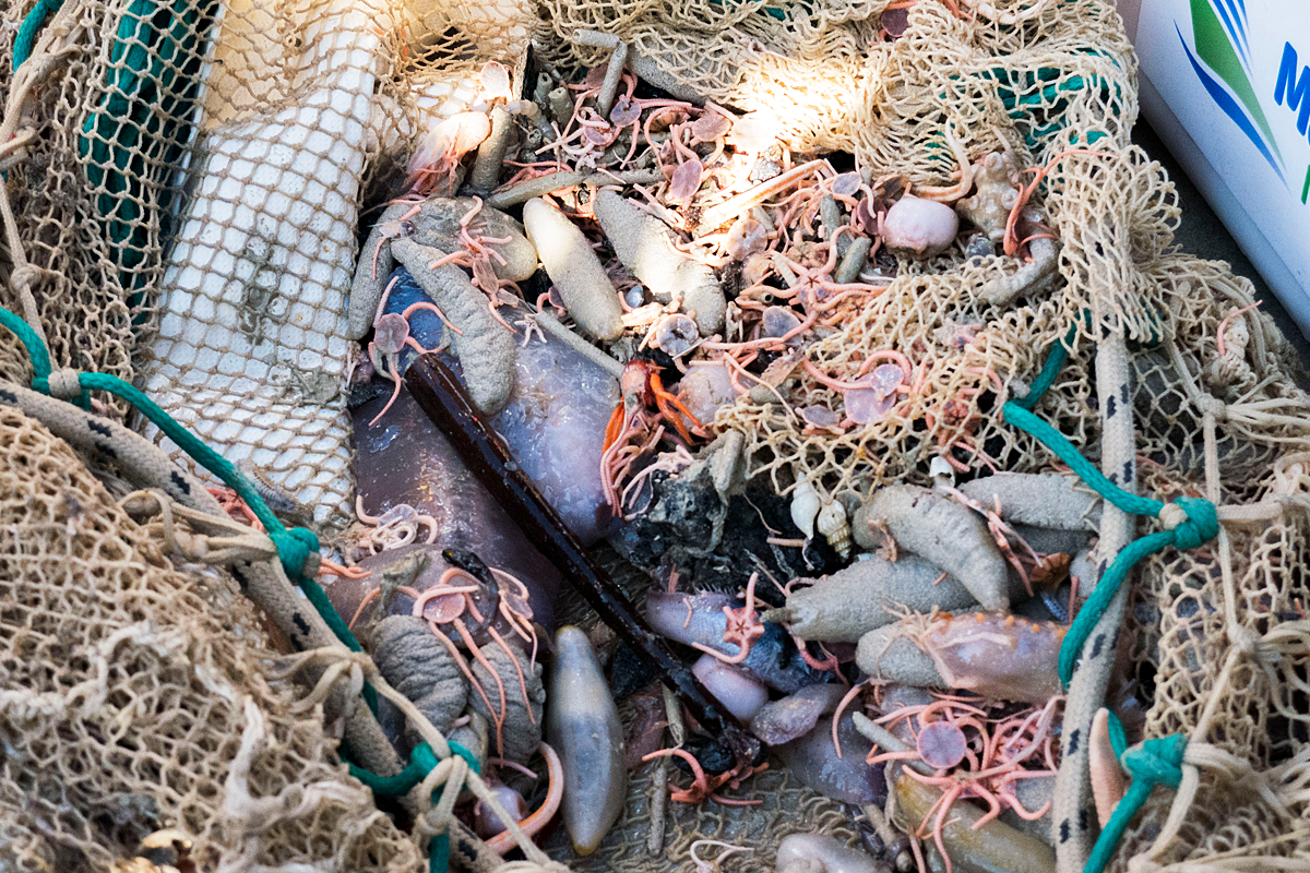 Sea cucumbers and brittle stars in the net
