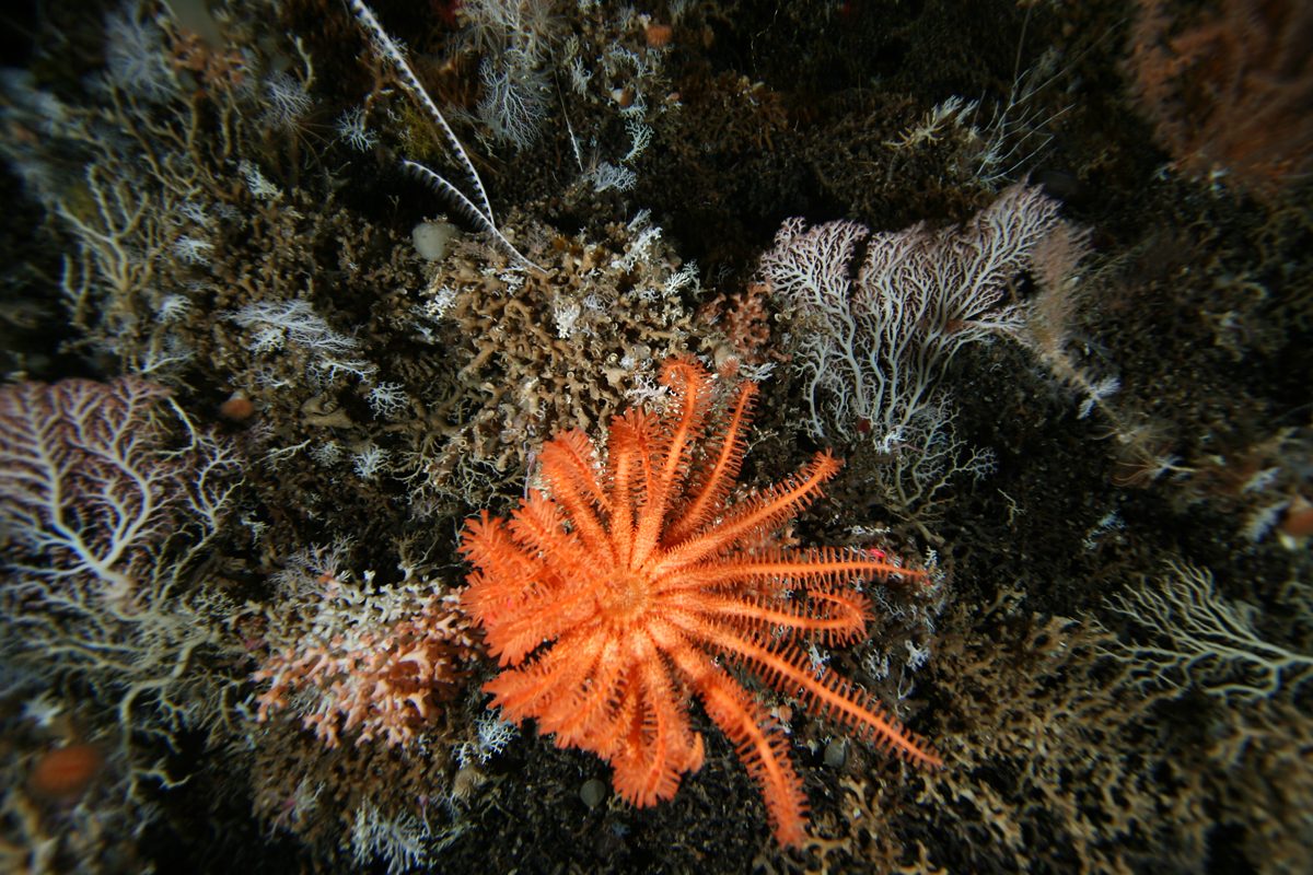 A seastar and corals on a seamount in Huon Marine Park