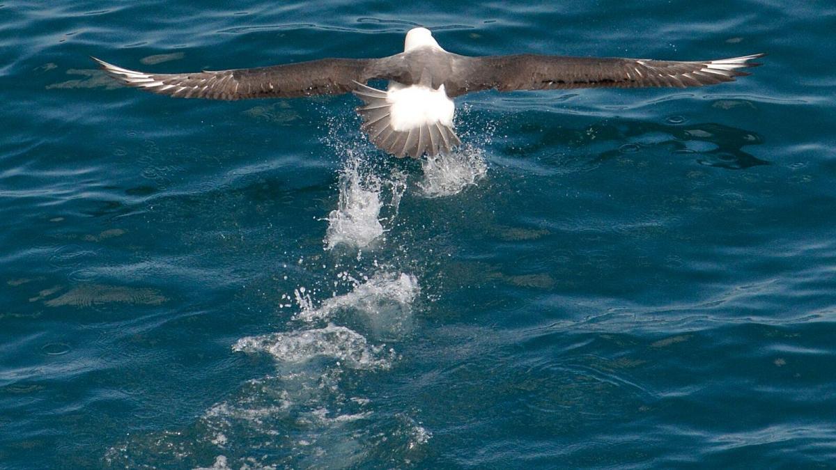A Shy Albatross on the water