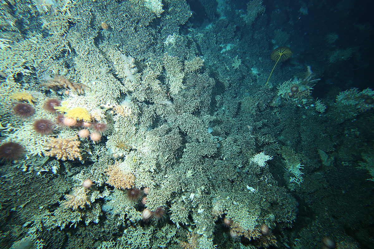 Solenosmilia deep-sea coral reef