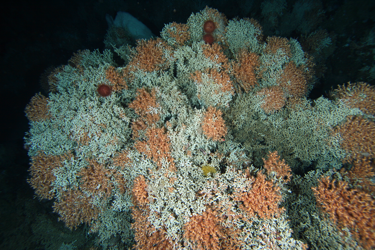 A matrix of stony coral Solenosmilia variabilis