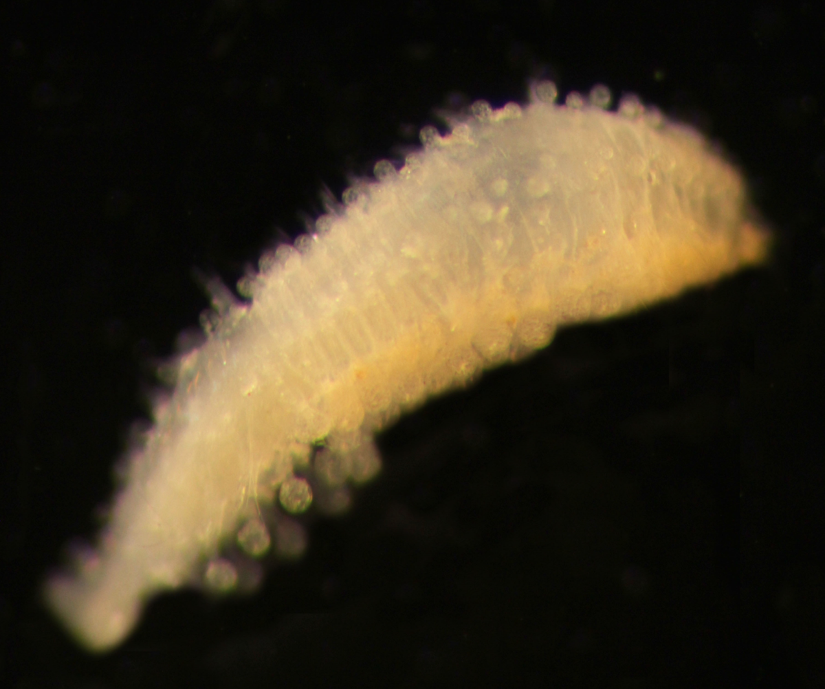 A two-millimetre-long sphaerodorid (polycheate worm)