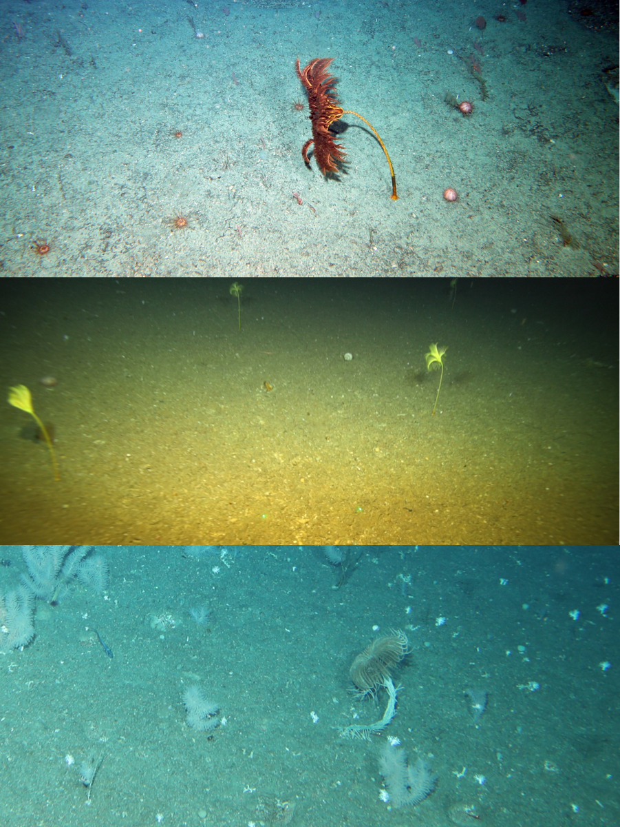 stalked crinoids on the seafloor