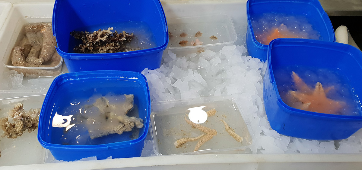 Specimens from the beam trawl on ice