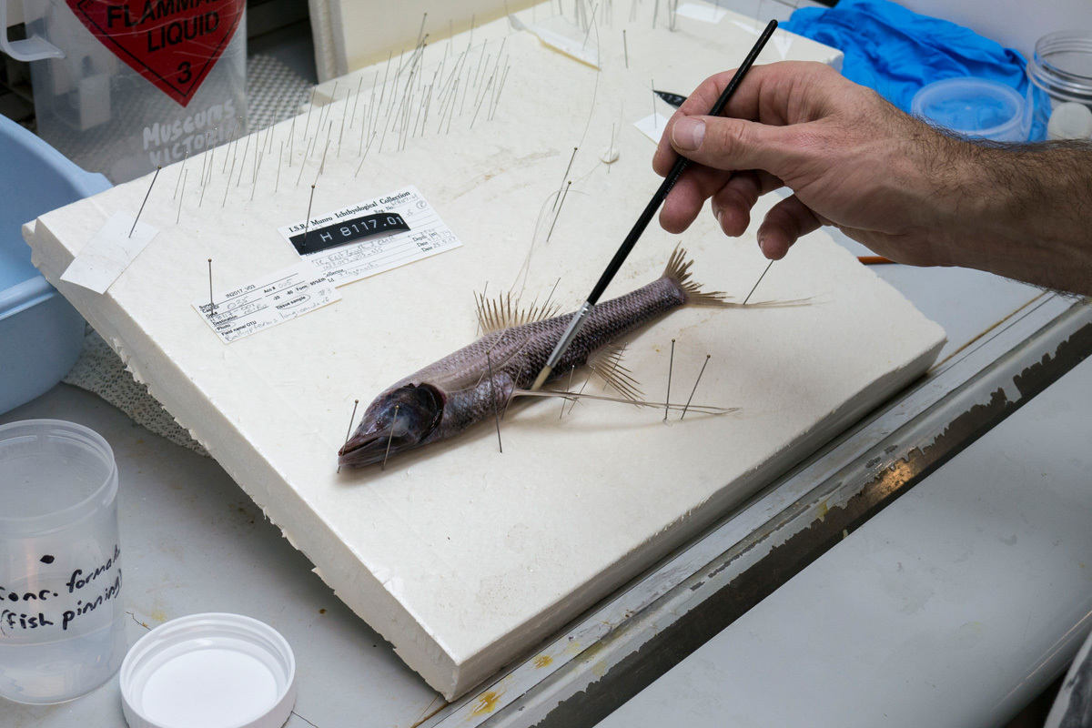 Tripod fish being painted with formalin