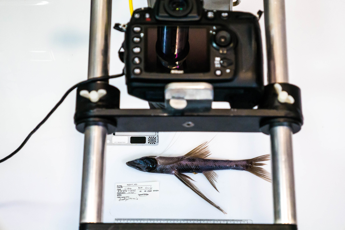 Tripod fish being photographed