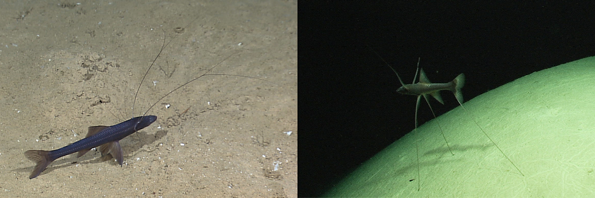 Tripod fishes on the seafloor