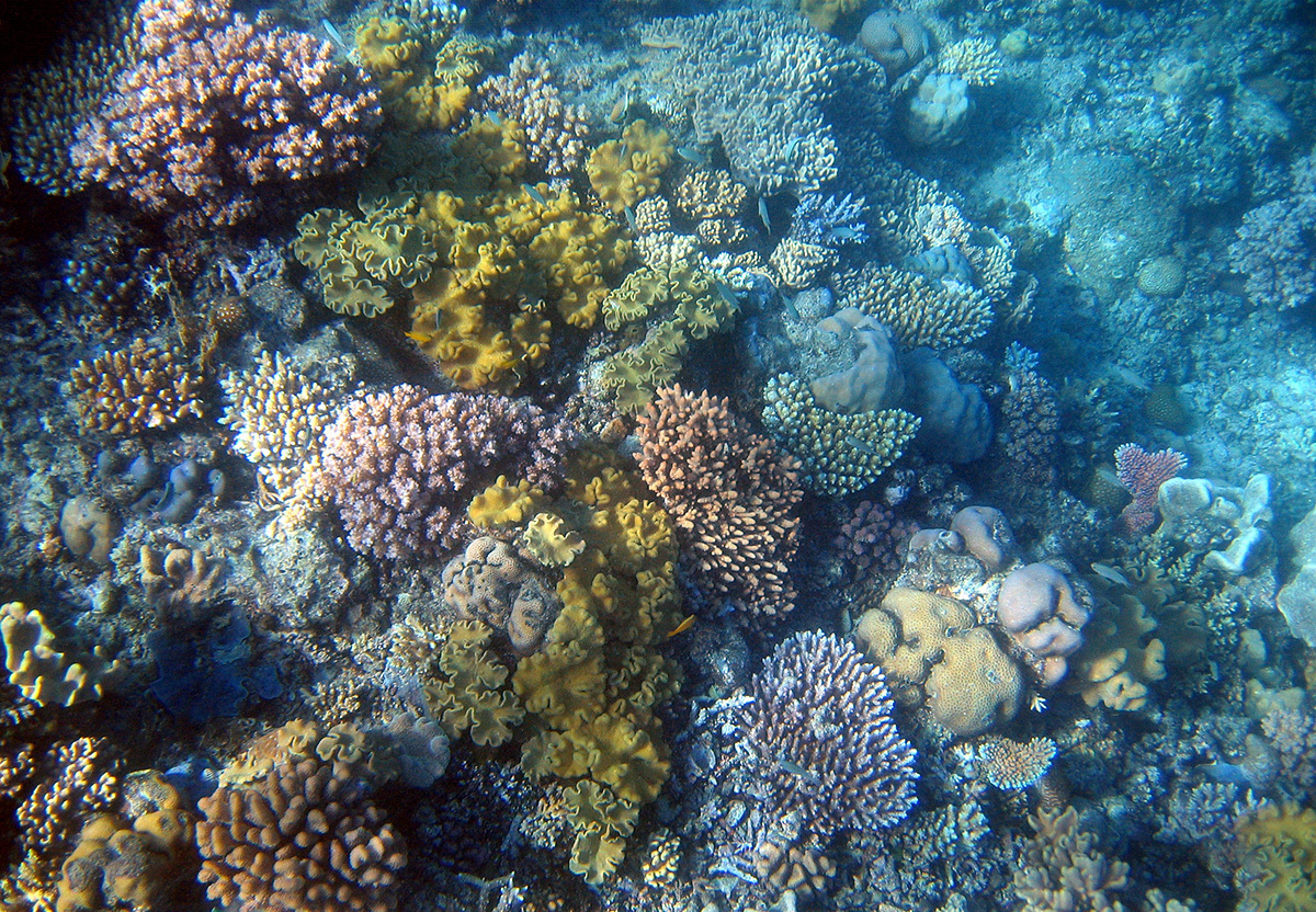 Tropical coral reef near Lizard Island