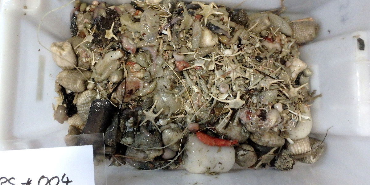 A tray of unsorted deep-sea catch