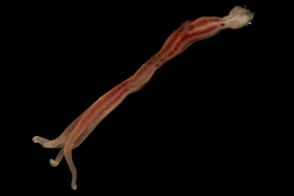 Osedax worm